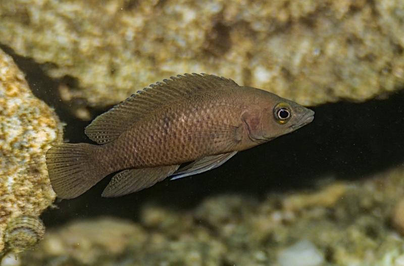 Neolamprologus leleupi 'Kawasindi Island'